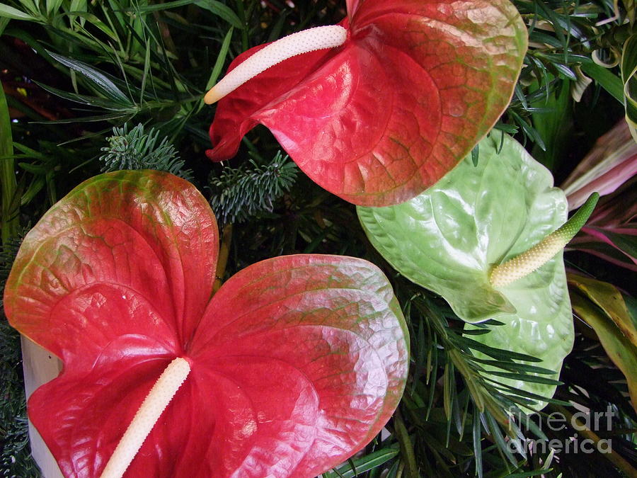 Luscious Anthuriums Photograph by Mary Deal