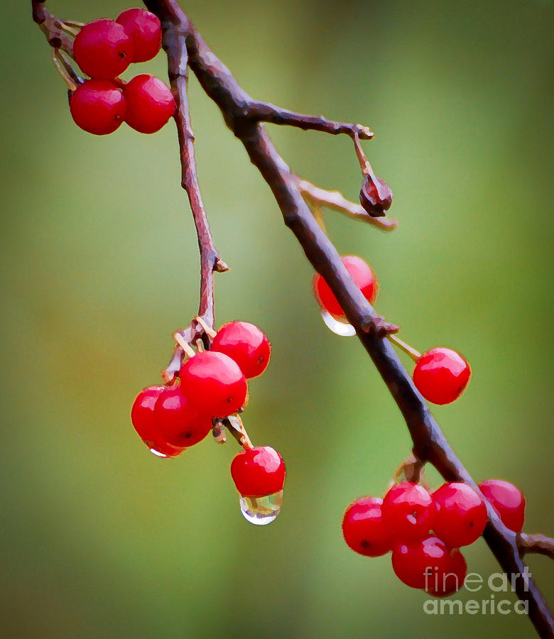 Luscious Berries Photograph by Kerri Farley