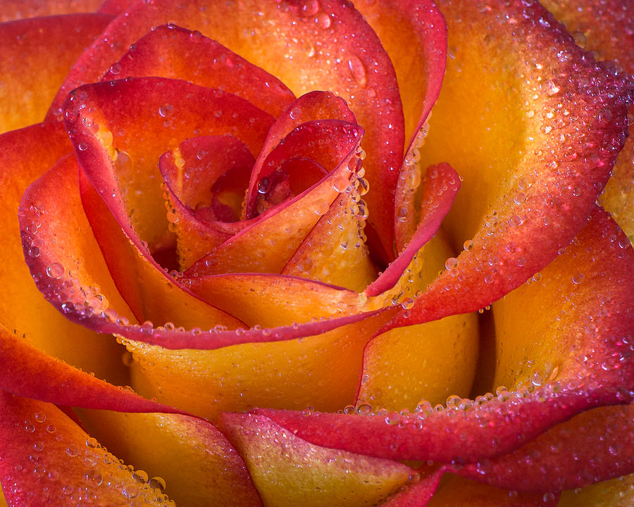 Flower Photograph - Luscious by Bill Pevlor