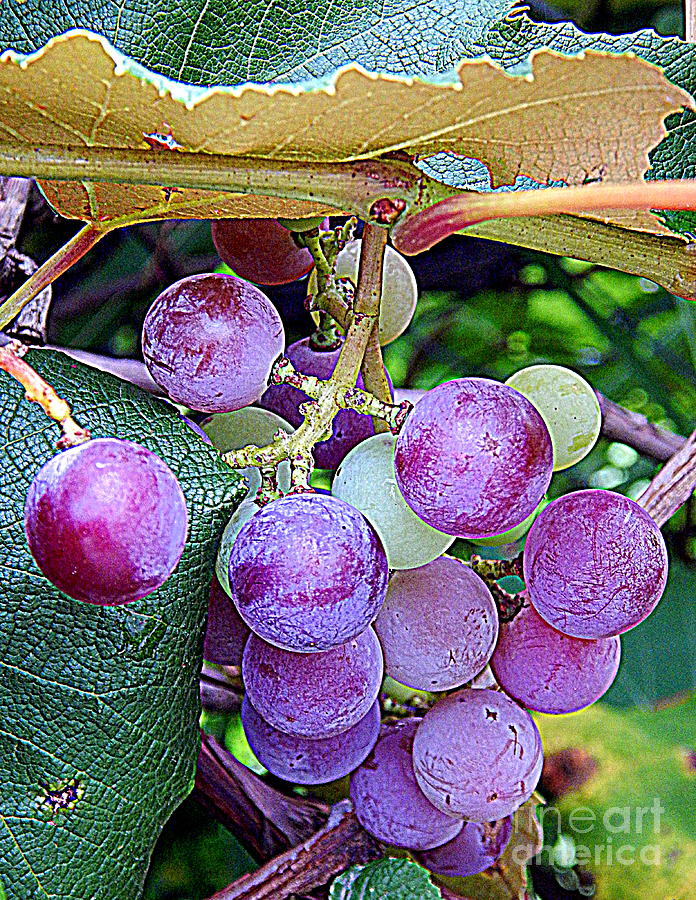Luscious Grapes In New Orleans Louisiana Photograph by Michael Hoard