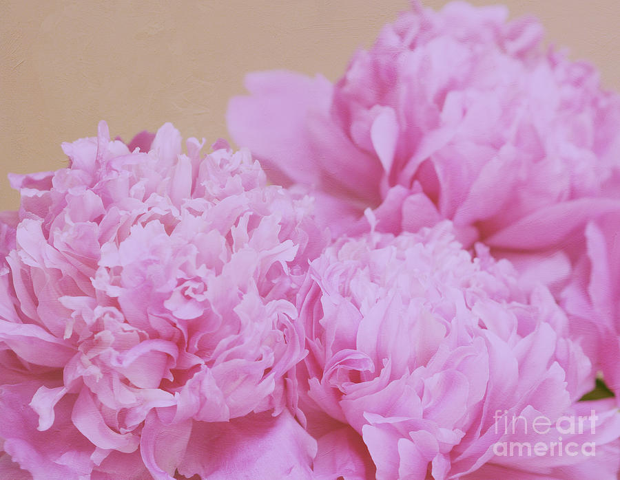 Light Pink Photograph - Luscious by Irina Wardas