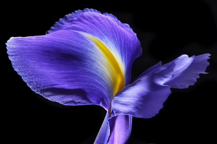 Luscious Iris Photograph by Terence Davis