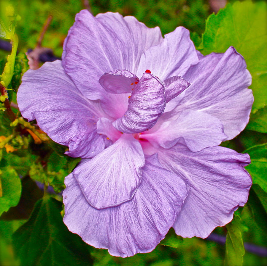 Luscious Lavender Hibiscus Photograph by Venetia Featherstone-Witty