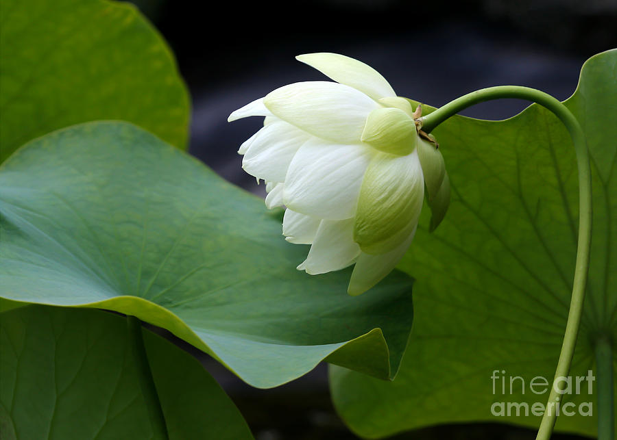 Luscious Lotus Photograph by Sabrina L Ryan