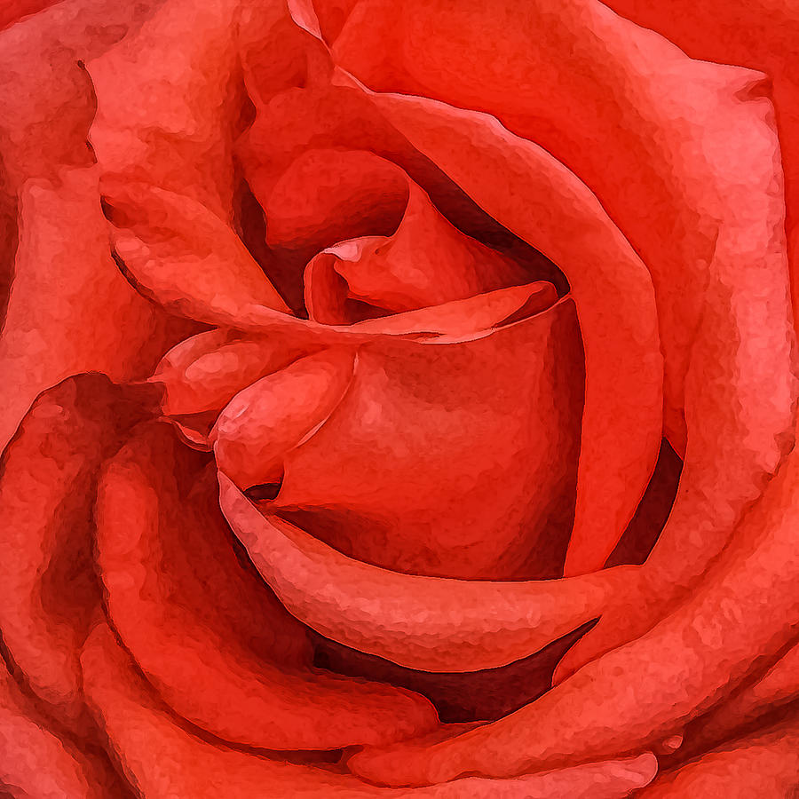 Rose Photograph - Luscious Orange by CarolLMiller Photography