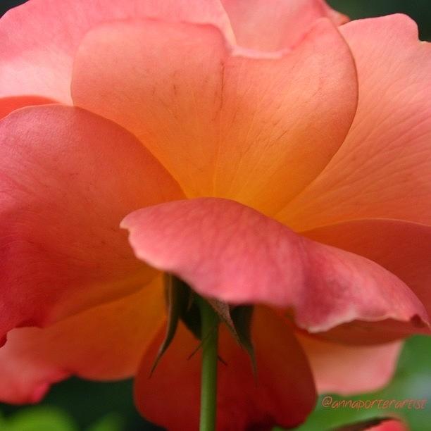 Summer Photograph - Luscious #peach #rose In My Garden by Anna Porter