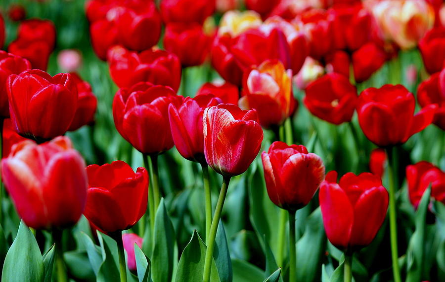 Tulip Photograph - Luscious Red Tulips by Rosanne Jordan