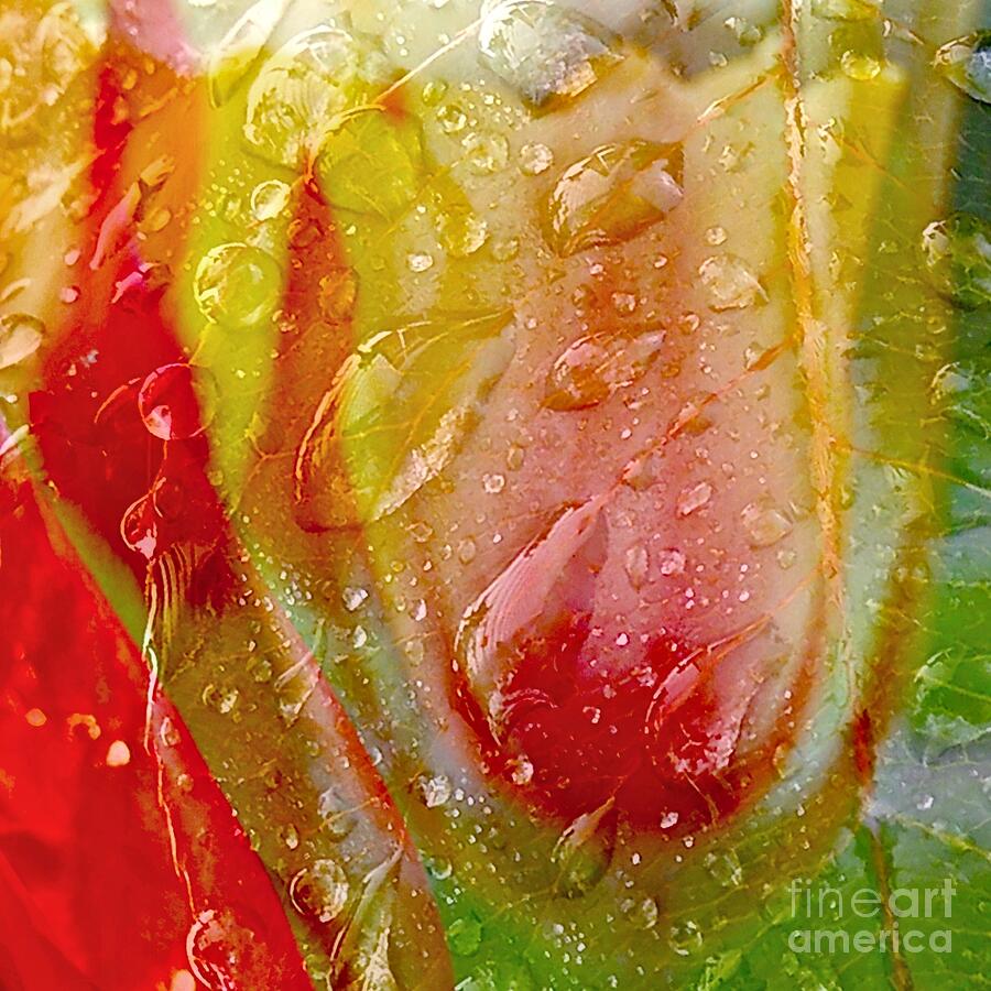 Luscious Tulips - Waterdrops Series Photograph by Patricia Strand