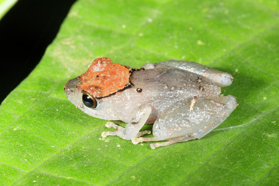Jungle Photograph - Luscombes Rain Frog by Dr Morley Read