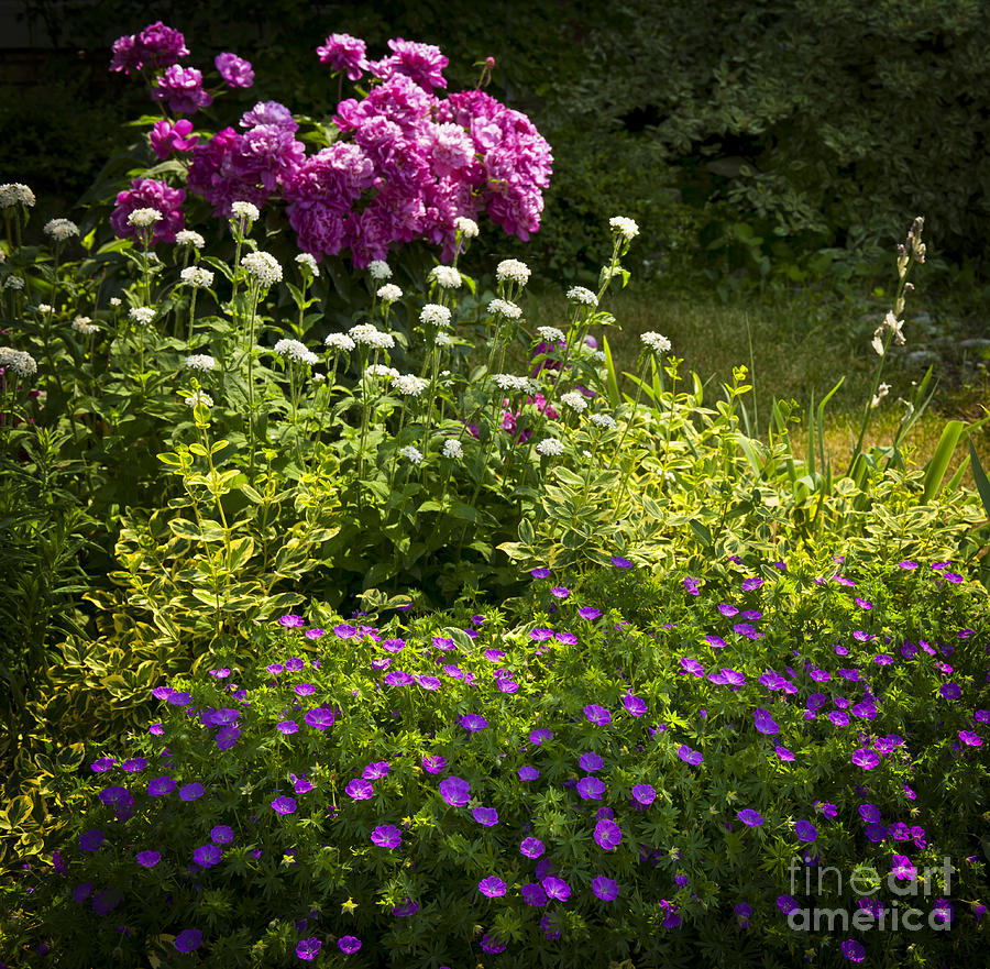 Lush blooming garden  Photograph by Elena Elisseeva
