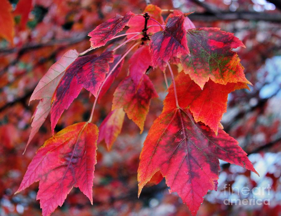 Lush Colors Of Fall Photograph by Judy Palkimas