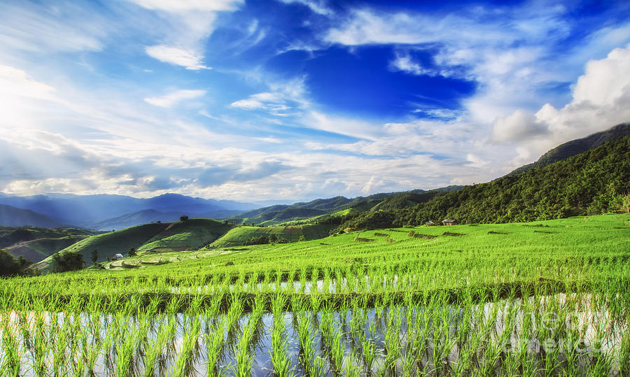 Summer Photograph - Lush green rice field  by Anek Suwannaphoom