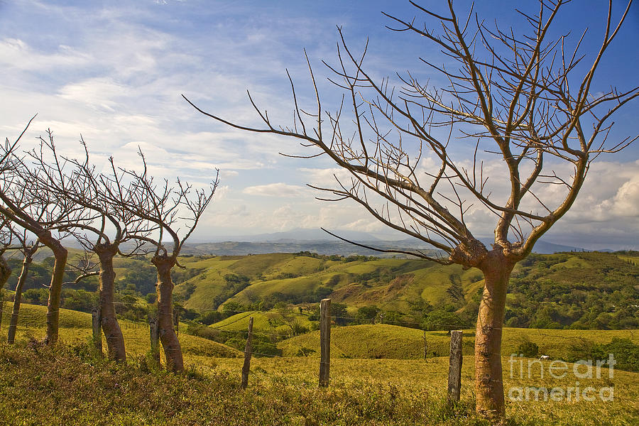 Lush Land Leafless Trees 2 Photograph by Madeline Ellis