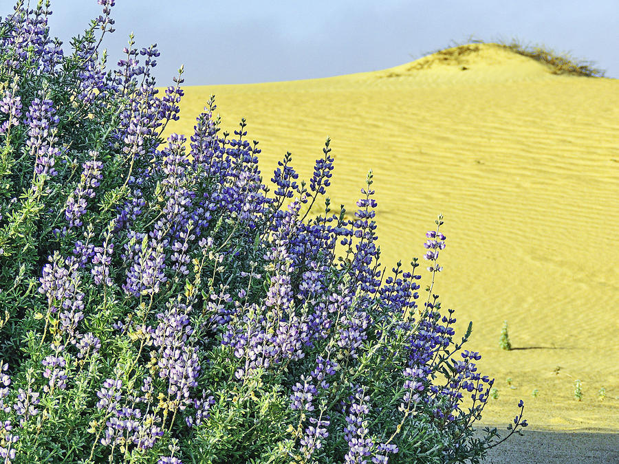 Lush Lupine on the Dunes Photograph by L J Oakes