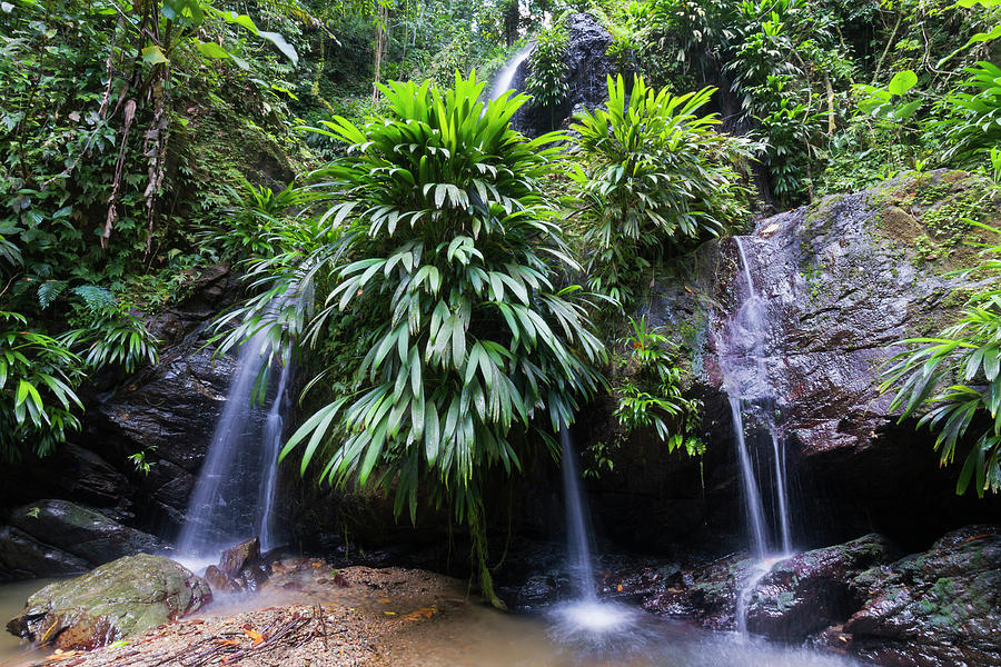 Stream flowing through lush tropical rainforest, Kubah National