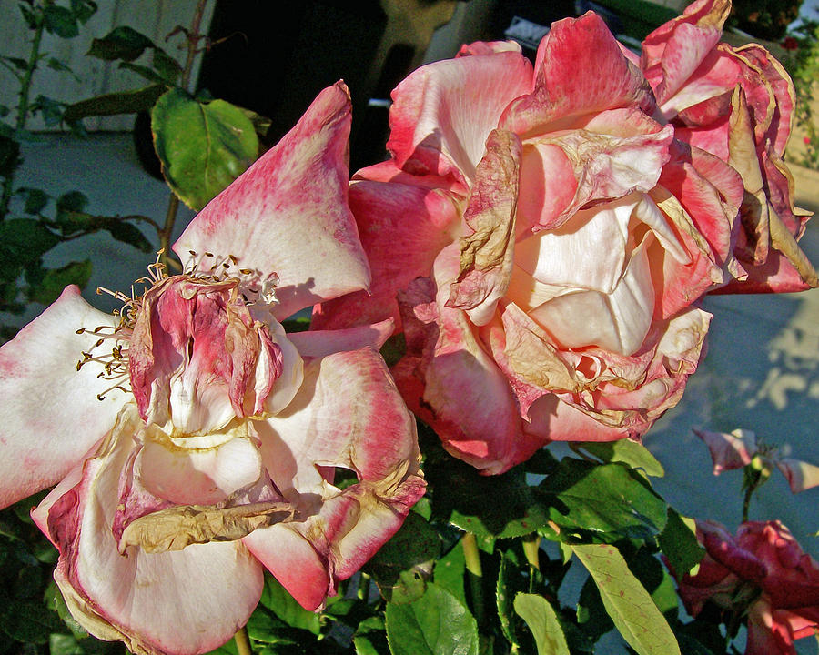 Nature Photograph - Lush Roses by Shan Ungar