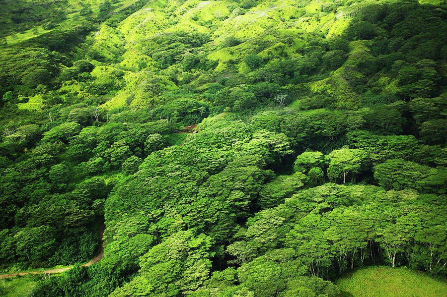 Lush Tree Tops In A Forest Photograph by Kicka Witte / Design Pics