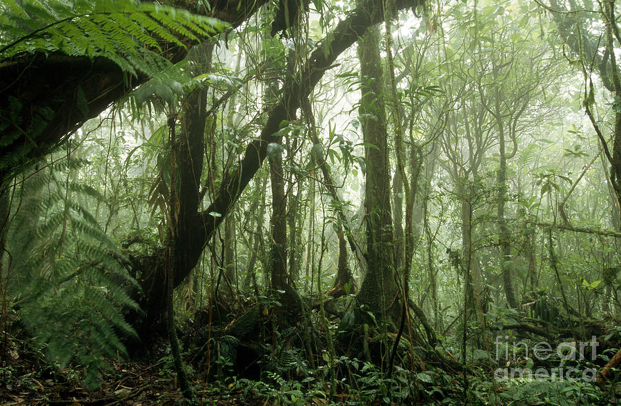 Lush Tropical Cloud Forest Photograph by Gregory G. Dimijian, M.D.