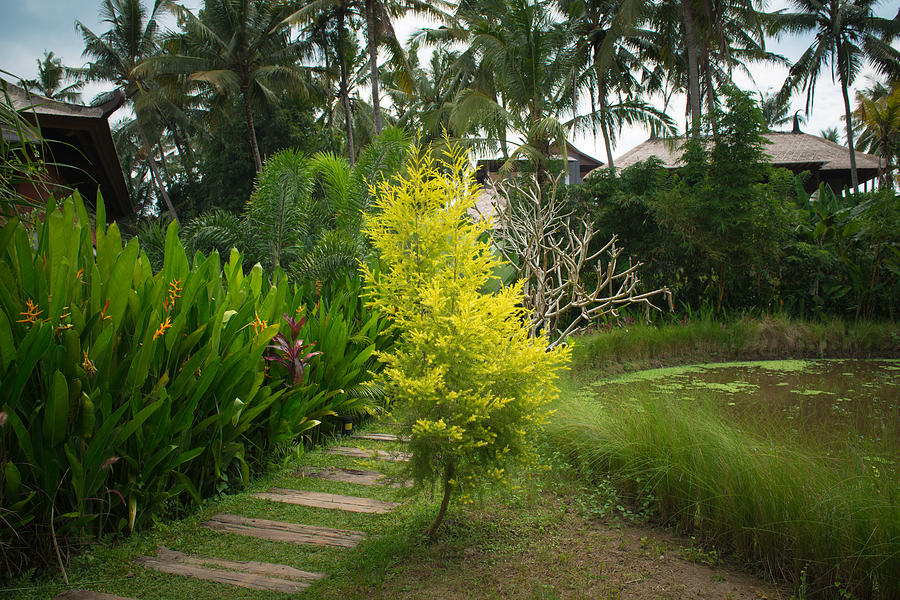 Lush Tropical Garden Photograph