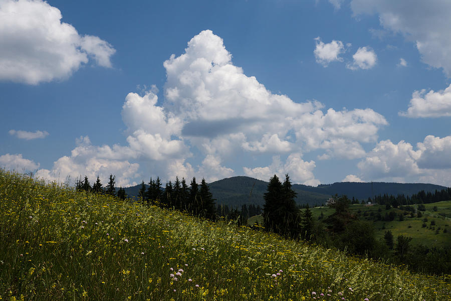 Summer Photograph - Lush Wildflower Meadow in the Mountains by Georgia Mizuleva