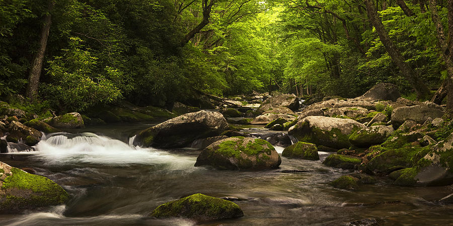 Lush Woods at Spring Photograph by Andrew Soundarajan | Fine Art America