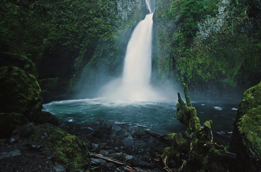 Lushness At Wahclella Falls Photograph by Danielle D. Hughson