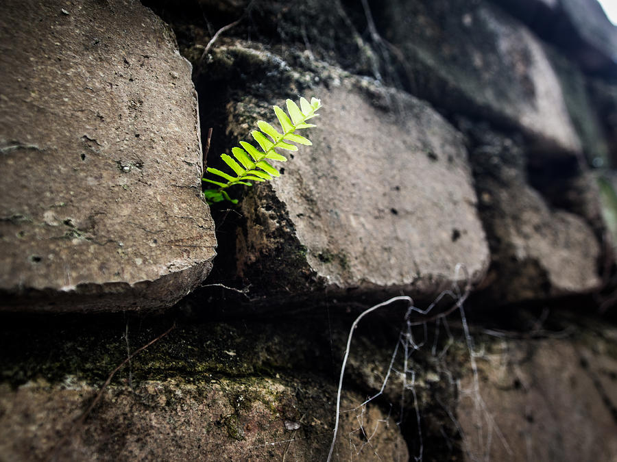 Brick Photograph - Lust for Life by Kaleidoscopik Photography