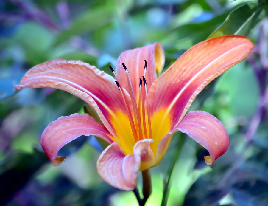 Lustrous Lily Photograph by Deena Stoddard