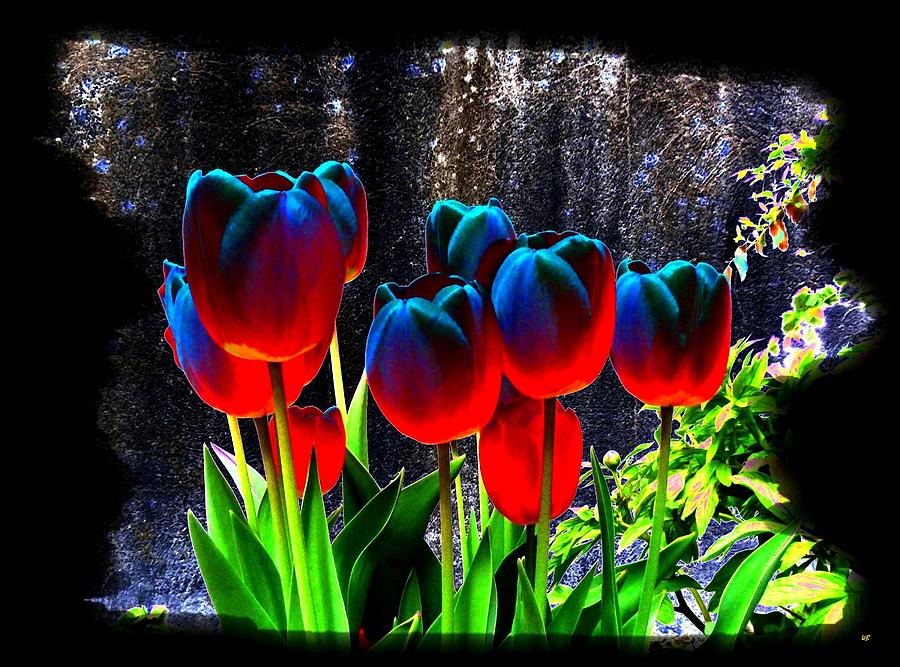 Lustrous Tulips Photograph by Will Borden