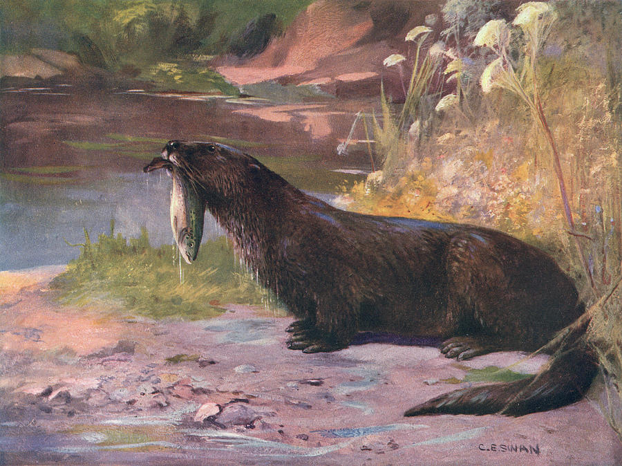 Otter Drawing - Lutra Vulgaris  A Black Otter by Mary Evans Picture Library