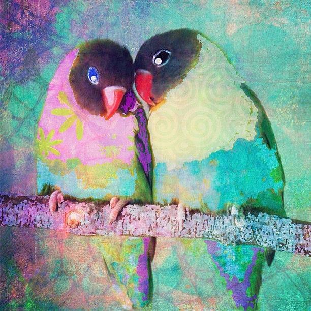 Luvbirds...a #digitalcollage #birdart Photograph by Robin Mead - Pixels