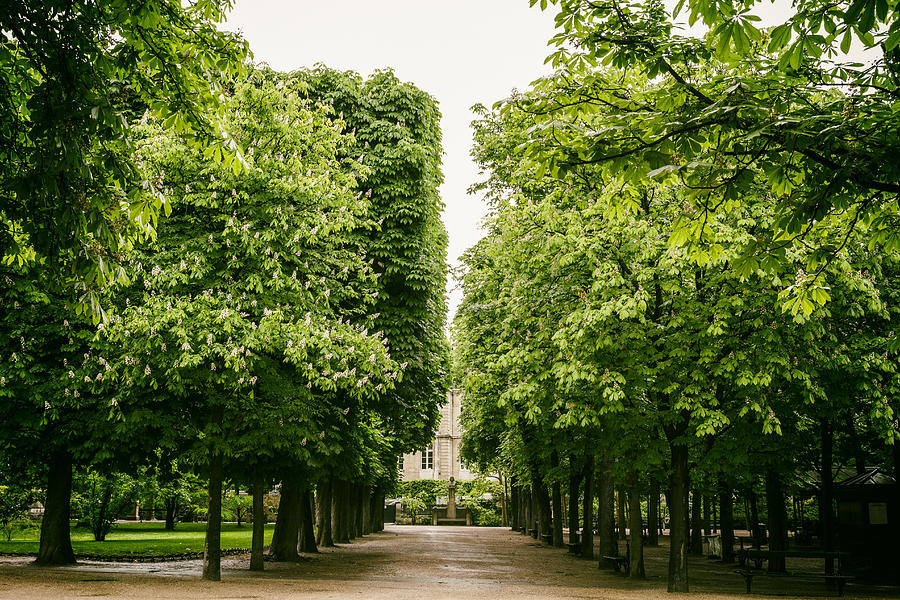 Luxembourg Park Trees Photograph by Georgia Clare