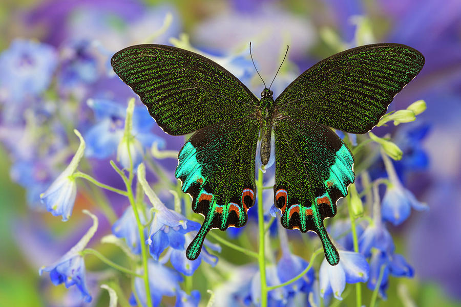 Luzon Peacock Swallowtail Butterfly Photograph by Darrell Gulin.
