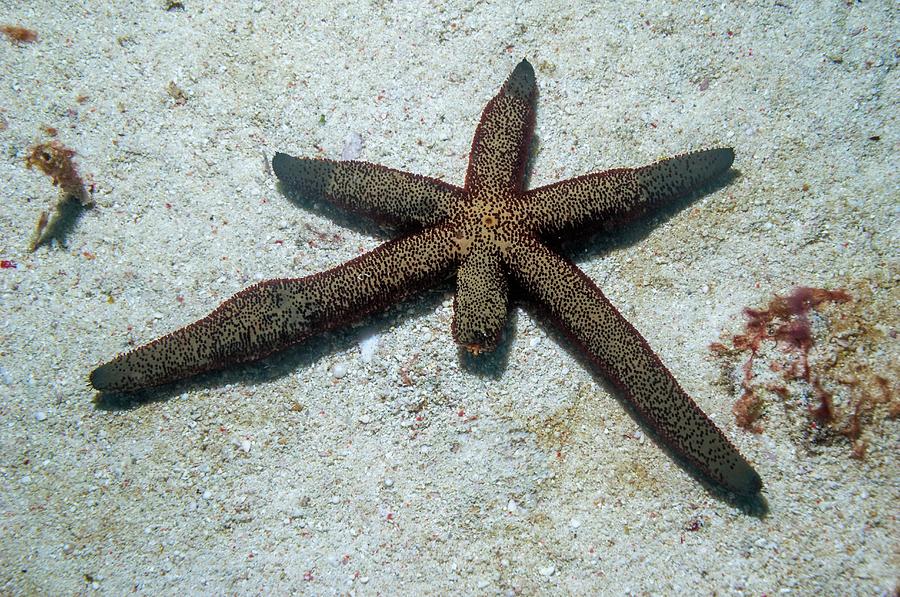 Nature Photograph - Luzon Starfish by Georgette Douwma/science Photo Library