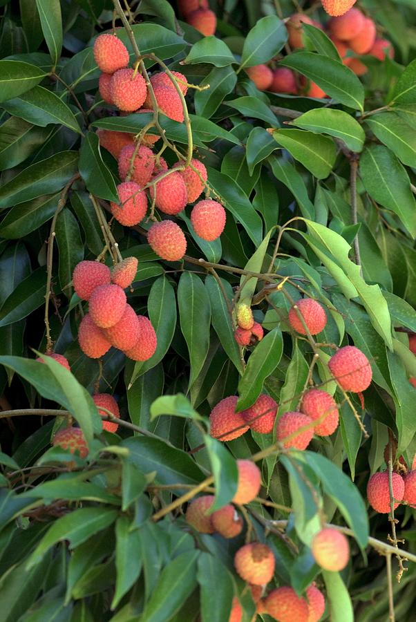 Lychee Fruit Litchi Chinensis Photograph By Philippe Psaila Science Photo Library,50th Anniversary Mustang