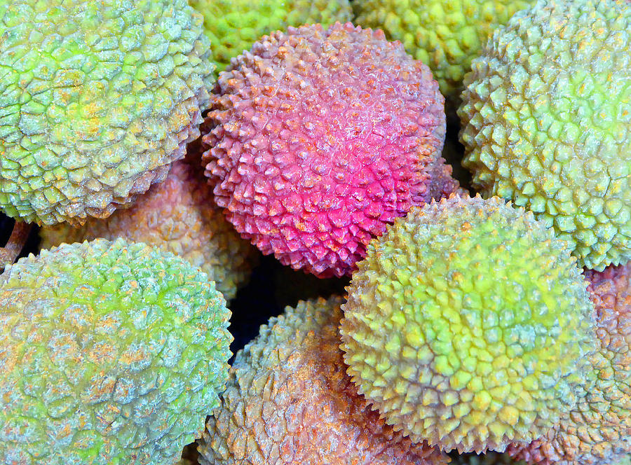 Lychee Photograph by Laurie Tsemak