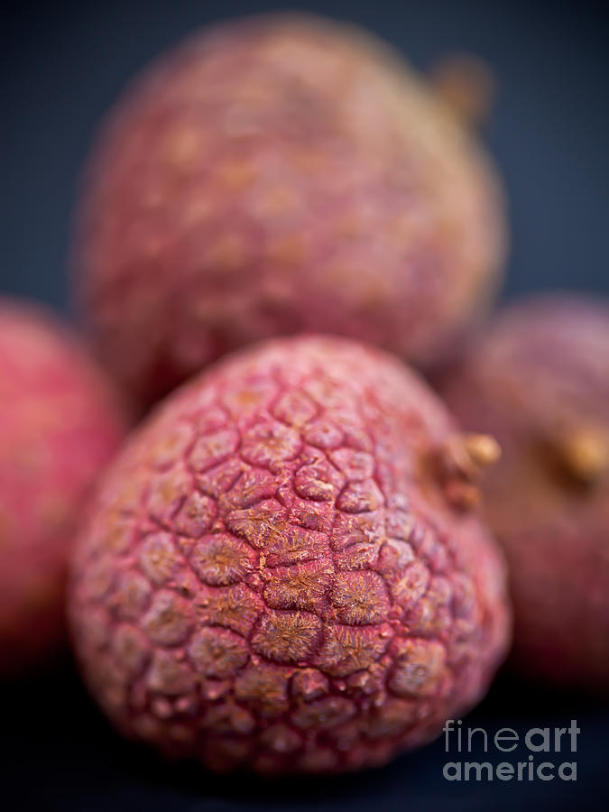 Lychee's Pink Armor Portrait by Patricia Bainter Lychee's Pink Armor Portrait by Patricia Bainter