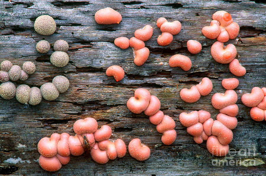 Lycogala Epidendrum Photograph by Larry West