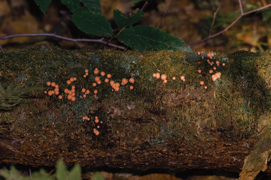 Lycogala Epidendrum Slime Mold Photograph by Ken Brate