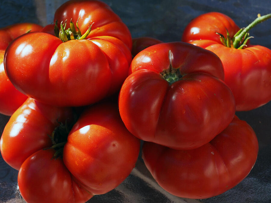 Tomato Photograph - Lycopene Dreams by Joe Schofield