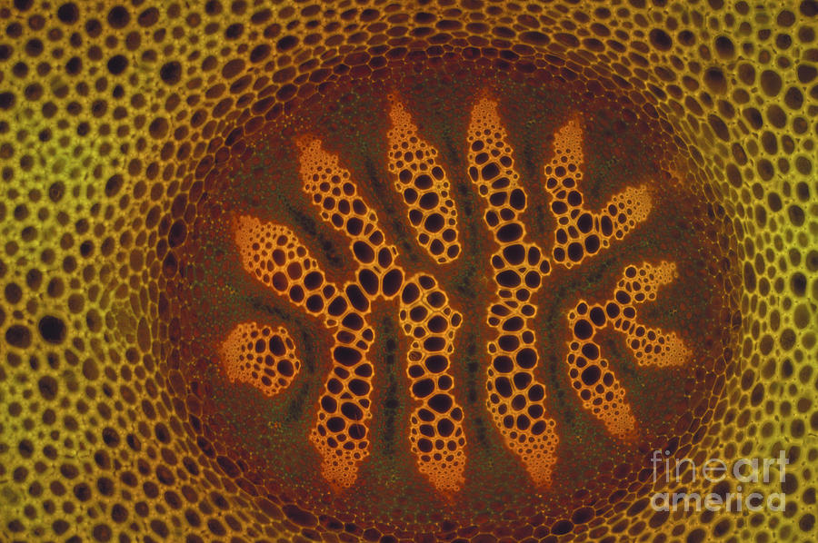 Lycopodium Stem Micrograph Photograph by P. Dayanandan