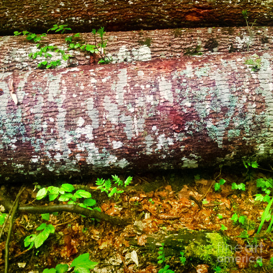 Lying Birch Tree Logs Photograph by Gina Koch