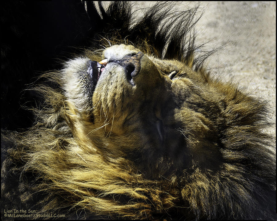 Lying Lion African Lion AKA Panthera leo Photograph by LeeAnn McLaneGoetz McLaneGoetzStudioLLCcom
