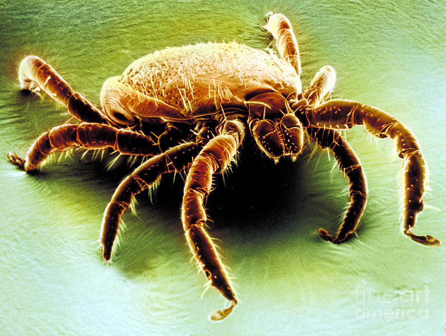 Lyme Disease Tick Photograph by David M. Phillips