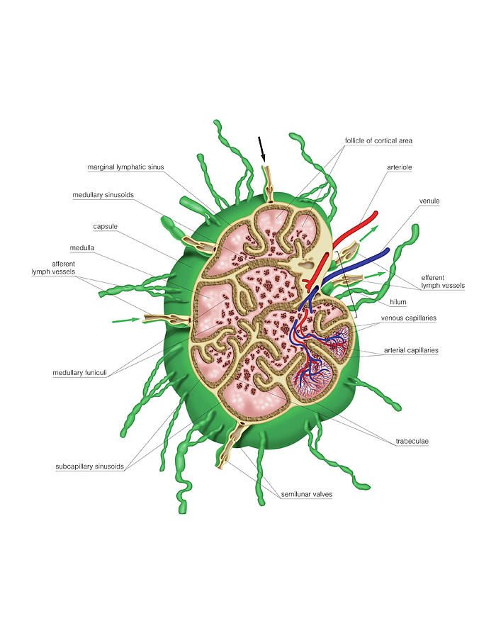 lymph node follicle anatomy