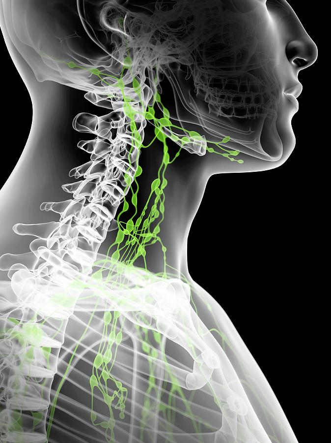 Lymph Nodes In Neck Photograph by Sciepro - Fine Art America