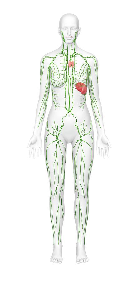 Lymphatic System Photograph by Medi-mation/science Photo Library
