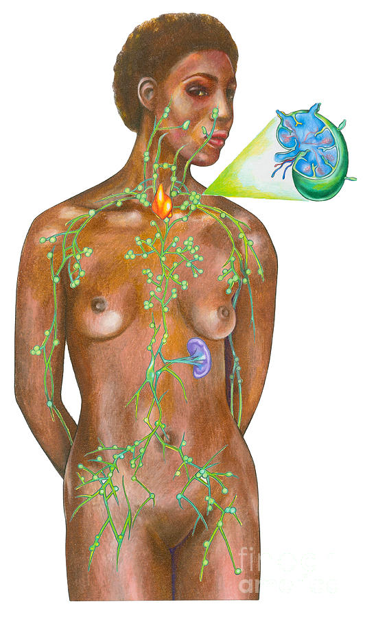 Lymphatic System On A Female Figure Photograph by Gwen Shockey