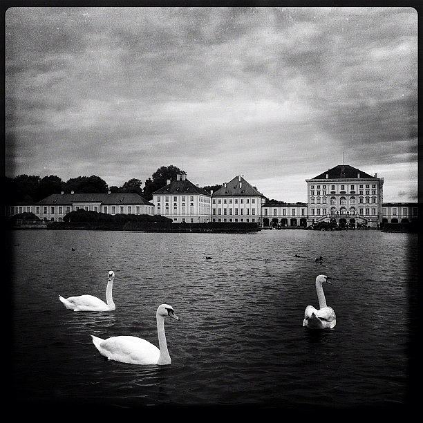 Swan Photograph - Lymphenburg Palace. And #swans by Brian Huskey