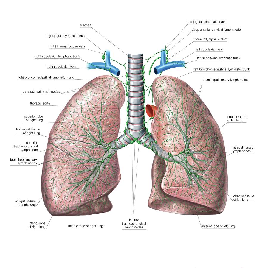 Lymphoid System Of The Lungs Photograph By Asklepios Medical Atlas Pixels